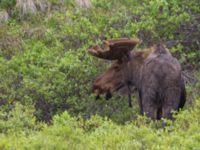 Alces americanus male Denali National Park, Alaska, USA 20140624_0439